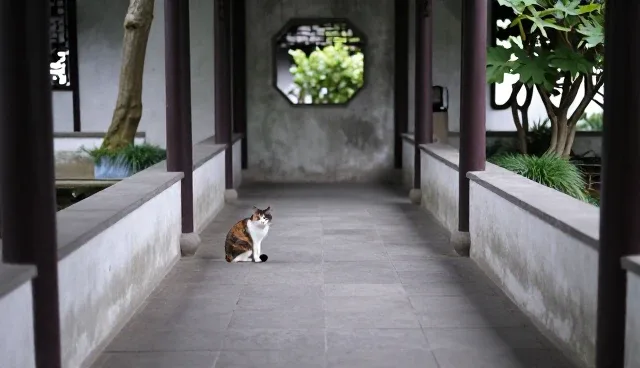 猫咪日常记录本