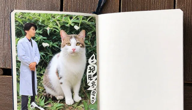 猫咪日常记录本选择依据对比，如何权衡实用与便捷