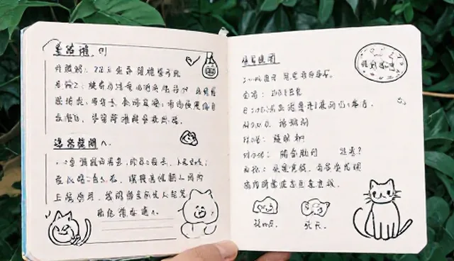 猫咪日常记录常见误区与正确使用方式